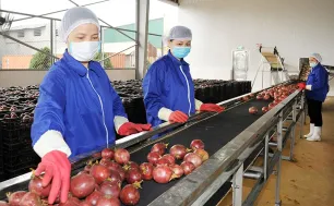 Xuất khẩu nông lâm thủy sản 9 tháng đạt 46 tỷ USD