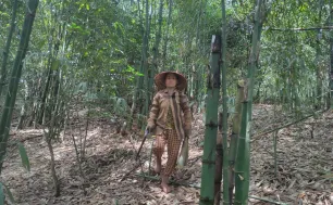 Cụ bà trồng tre 4 mùa và hành trình kiếm tiền tỷ mỗi năm
