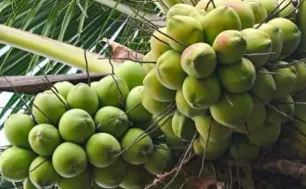 Thu về hàng trăm triệu USD từ dừa
