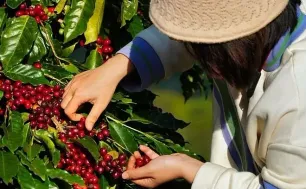 Giá cà phê lao dốc