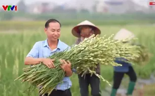 Hải Phòng: Hoa nở sau bão