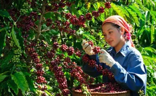 Giá cà phê Arabica chạm đỉnh cao nhất trong lịch sử 47 năm