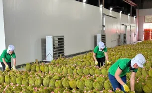 Gỡ nút thắt kiểm nghiệm, thúc đẩy xuất khẩu sầu riêng