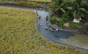 Nông dân Cà Mau phấn khởi thu hoạch tôm càng xanh