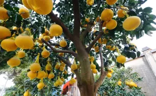Bưởi cảnh hút khách dịp Tết Nguyên đán