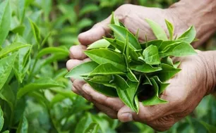 Loại lá quen thuộc tại chợ Việt có thể ngăn ngừa ung thư khi dùng hàng ngày
