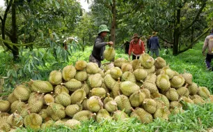 Đắk Lắk: Nguy cơ sản lượng sầu riêng sụt giảm