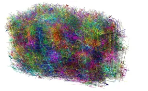 Bản đồ não chuột 3D siêu chi tiết mở ra hướng nghiên cứu mới về bệnh Alzheimer