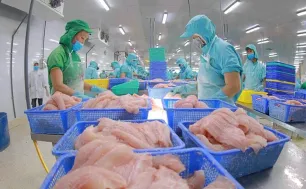 Xuất khẩu cá tra giữ đà tăng trưởng tốt