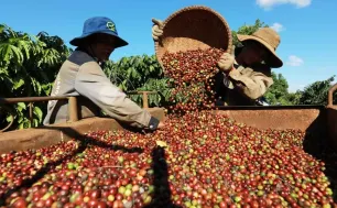 Thủ phủ trà của Trung Quốc “đón sóng” cà phê
