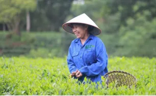 Thái Nguyên kết hợp du lịch và ẩm thực, hướng tới mục tiêu xuất khẩu chè tỷ đô