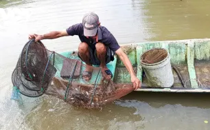 Xuất khẩu tôm: Gia tăng nhu cầu từ những thị trường lớn