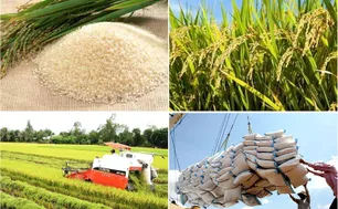 Giá lúa, gạo đi ngang: Tín hiệu gì cho thị trường nông sản?
