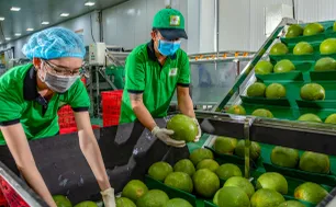 Xuất khẩu rau quả giảm lần đầu sau hai năm