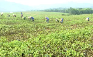 Dưa hấu mất mùa, mất giá