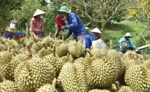 Xây dựng chuỗi liên kết tại vựa trái cây miền Tây