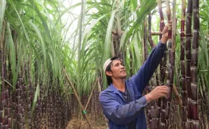 Doanh nghiệp mía đường điêu đứng vì đường lậu
