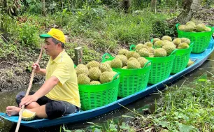 Giá sầu riêng tại Hậu Giang giảm mạnh so với đầu vụ