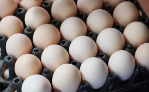 Người chăn nuôi lỗ nặng vì "tin đồn" trứng giả
