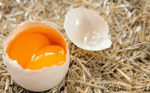Chủ tịch Hội Chăn nuôi Việt Nam: Làm giả trứng gà giống trứng thật là điều không thể