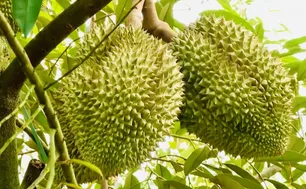 Thêm cơ hội cho sầu riêng Việt tại Trung Quốc
