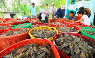 Đa dạng hóa thị trường để xuất khẩu tôm “lách qua khe cửa hẹp”