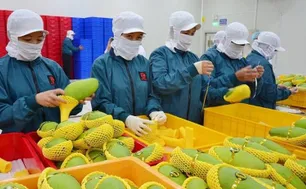 Xoài Việt Nam chiếm 97% thị phần nhập khẩu tại Trung Quốc