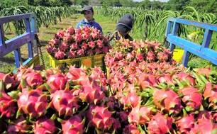 EU gia tăng kiểm soát chất lượng nông sản