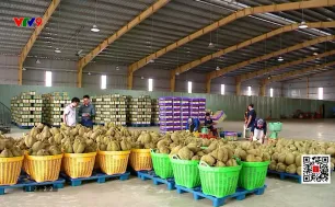 Sầu riêng đông lạnh - chìa khóa mở rộng thị trường xuất khẩu