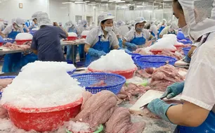 Xuất khẩu cá tra sang thị trường EU duy trì đà tăng trưởng