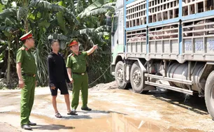 Kịp thời ngăn chặn 180 con lợn  nhiễm dịch tả châu Phi đi tiêu thụ