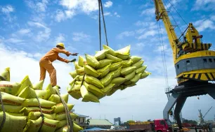 Xuất khẩu gạo đối diện với rủi ro kép