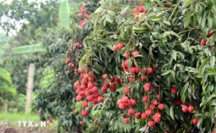 Vải trứng Hưng Yên: Nâng tầm thương hiệu trái cây Việt