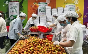 Vải thiều được mùa, nâng tầm xuất khẩu