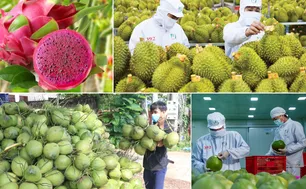 Trung Quốc “siết” nhập khẩu, rau quả Việt chuyển hướng mới