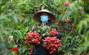Giá vải thiều có nơi chỉ còn 3.000 đồng/kg