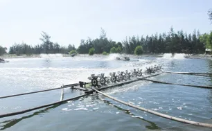 Bến Tre vượt mục tiêu 4.000 ha nuôi tôm công nghệ cao
