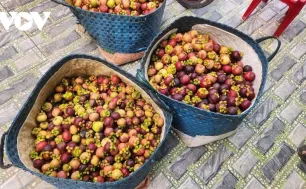 Măng cụt mất mùa, giá cao nhưng nông dân vẫn "thiệt kép"