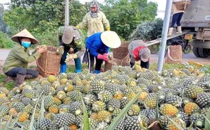Dứa Việt Nam rộng đường xuất ngoại: Cần chiến lược bài bản để cán mốc tỷ USD