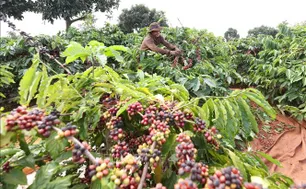 Xuất khẩu nông, lâm, thủy sản 7 tháng tăng 14,7%