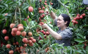 Thúc đẩy hợp tác, chuẩn bị điều kiện xuất khẩu vải thiều sang thị trường Bắc Mỹ