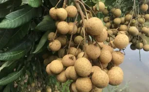 Nhãn lồng Hưng Yên hướng đến xuất khẩu bền vững