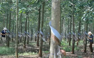 Ngành cao su gỡ nút thắt xuất khẩu