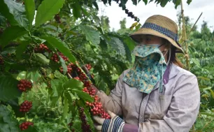 Cà phê Việt Nam "được mùa, được giá"