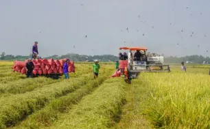 Giá lúa tăng, gạo xuất khẩu đi ngang