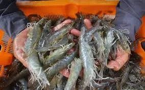 Indonesia nối lại xuất khẩu tôm sang Mỹ