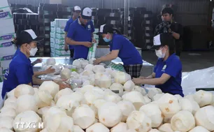 Khai mở giá trị tỷ đô cho thị trường xuất khẩu dừa