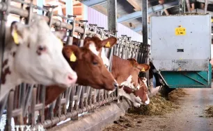 Trung Quốc áp thuế chống trợ cấp lên tới 42,7% với sản phẩm sữa của EU