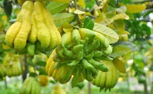 Giá phật thủ Tết có thể lên tới 3 triệu đồng/quả
