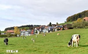 Thêm hai lô sữa bột trẻ em của Nestlé bị thu hồi tại châu Âu